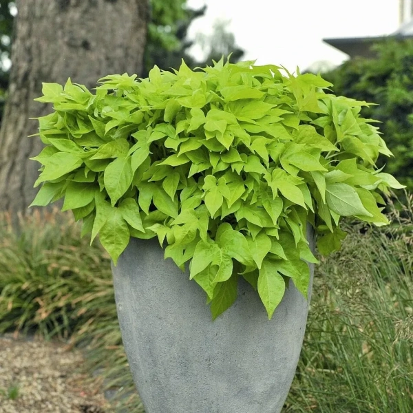 Ipomoea batatas 'Bright Ideas Lime' – sadzonka
